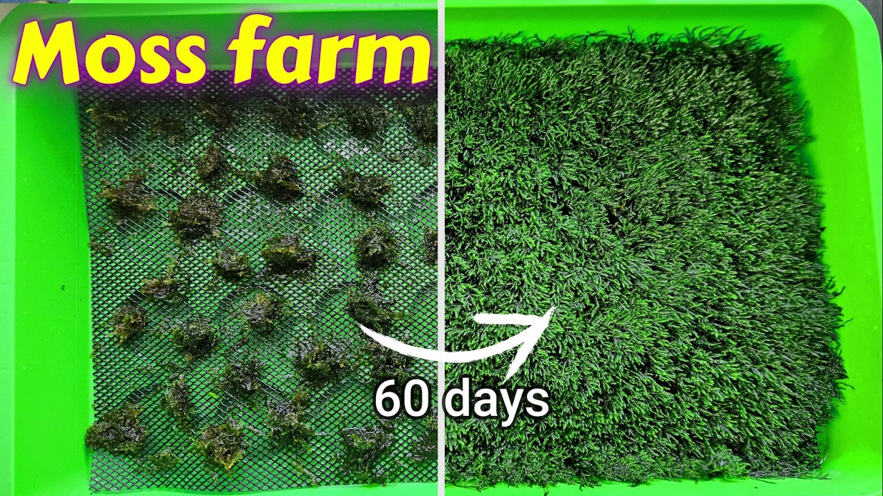 Cum înmulțesc mușchiul pentru acvariu? Curat, sănătos, fără alge sau melci!