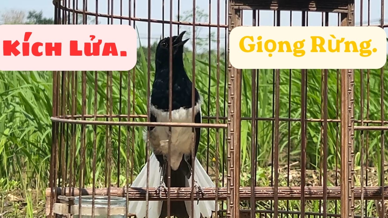 Kích Lửa Cho Chim Chích Choè Than Hót Đấu // Luyện Giọng Cho Chim Non Có Giọng Rừng.