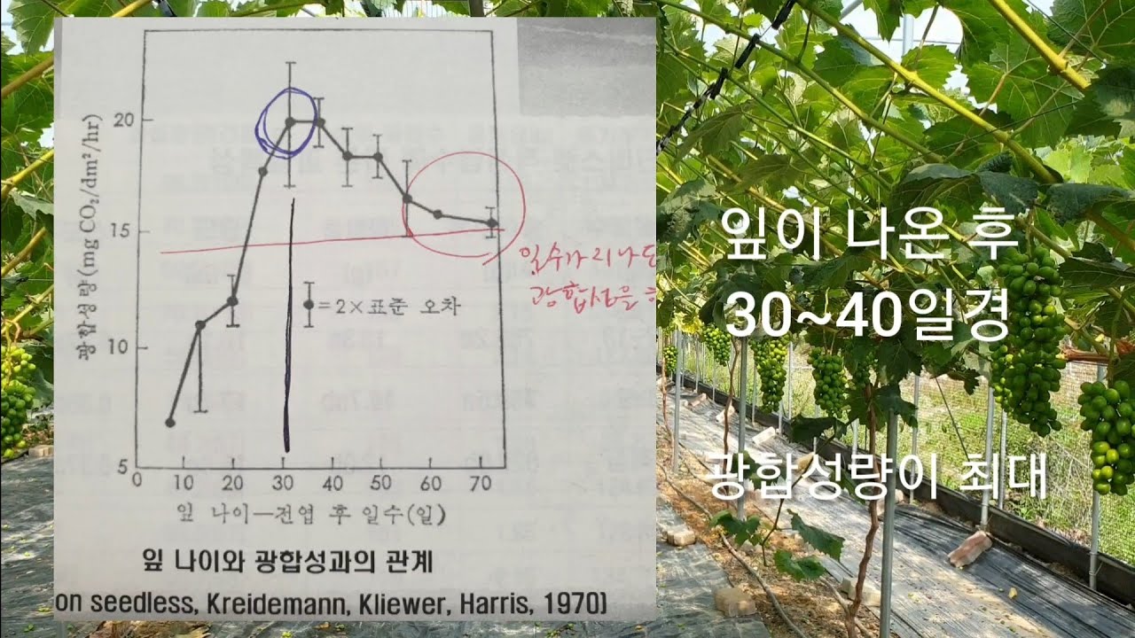 샤인머스켓 본엽과 부초 어느것이 광합성량이 많을까?
