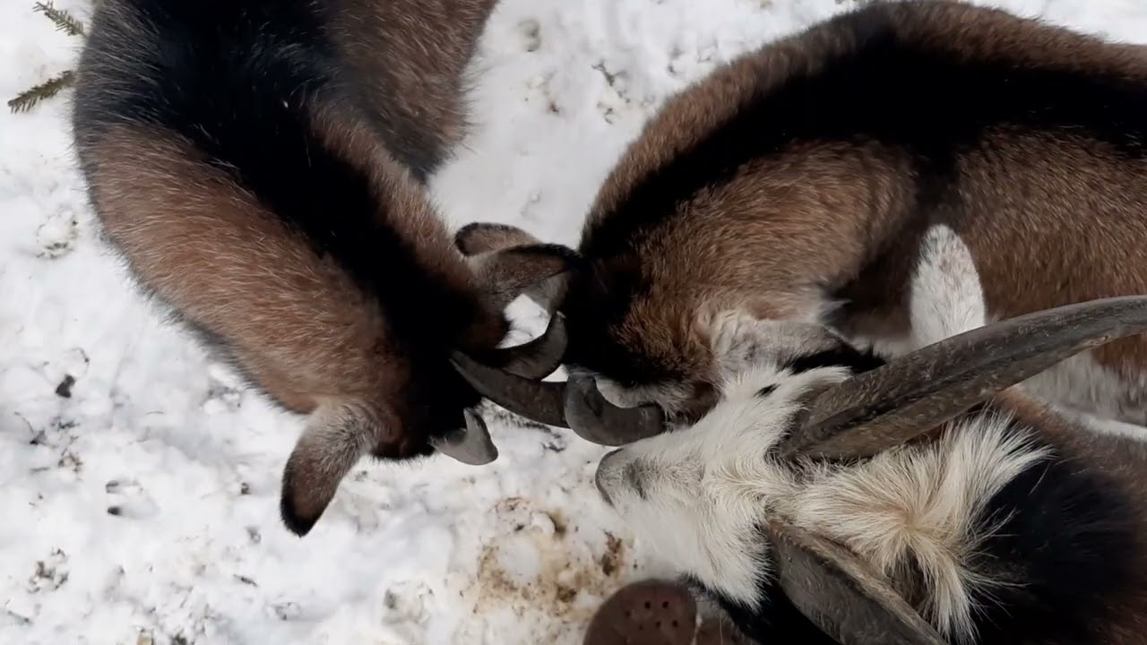 #Tiere im #Schnee 🐕🐐🐐🐐🐔🐔🐔🐓 #animals #snow #funny (17.2.2026)
