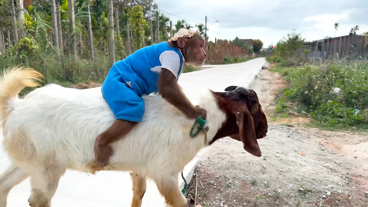CUTIS Starts a Fresh Morning Full of Energy With the Goats