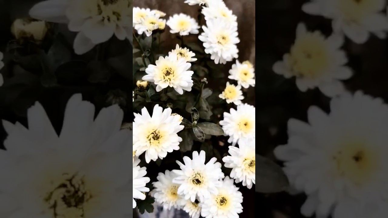 Radha Krishna's Eternal Love ❤️ | Drawing 