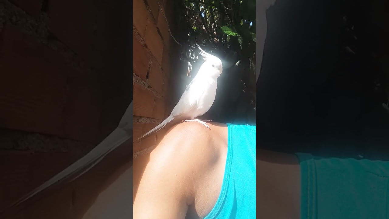 calopsita no sol
