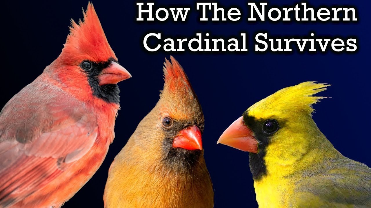 The Surprising Life of a Cardinal | Nature Documentary
