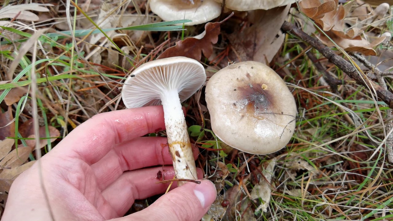 Hygrophorus personii. seta similar a la llanega Hygrophorus latitabundus, pero que sale bajo robles