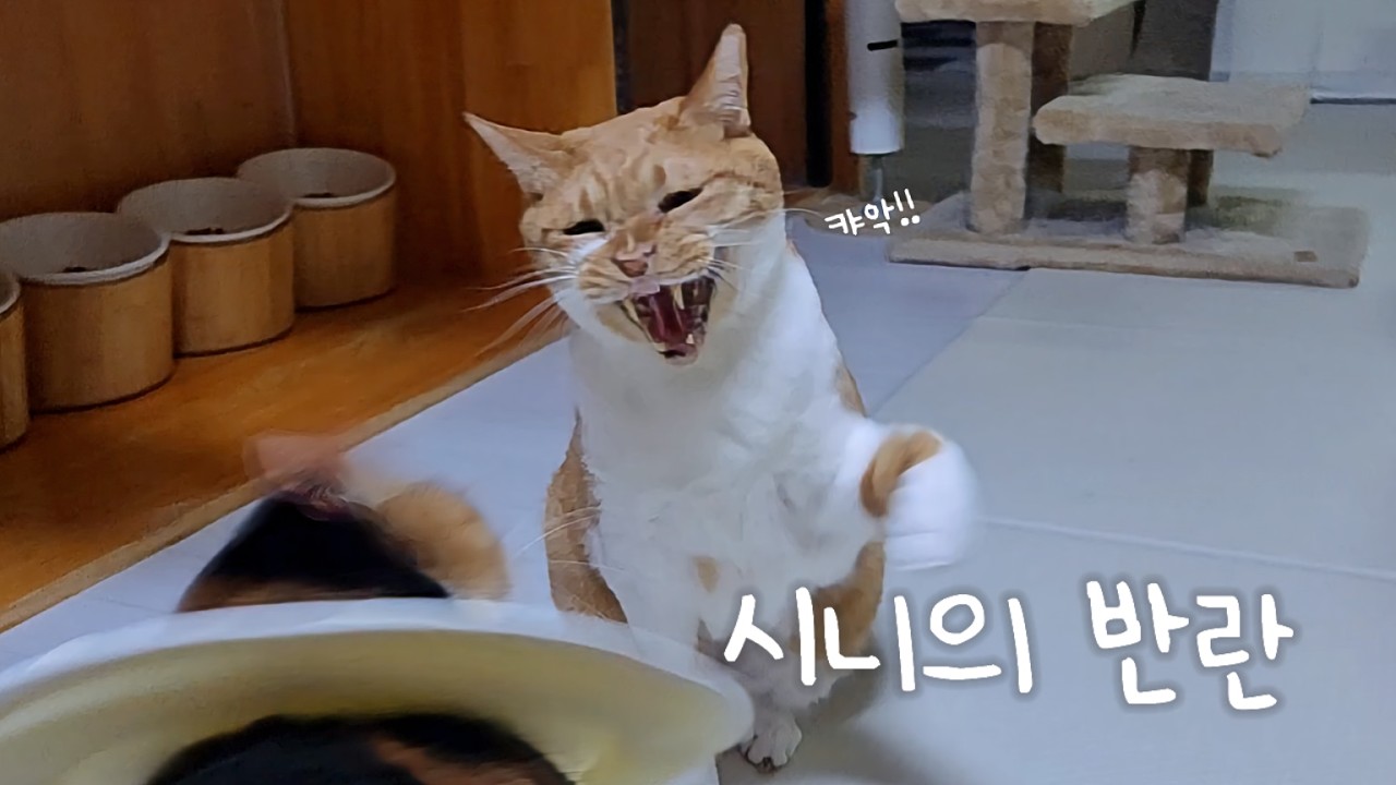 아픈 덕끼한테 계속 시비거는 호적메이트 임유신...🙄