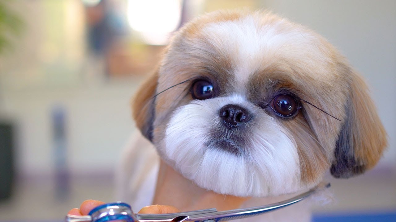 Она хочет быть знаменитой!✂️❤️🐶 Я никогда не видела щенка с такими красивыми глазами.