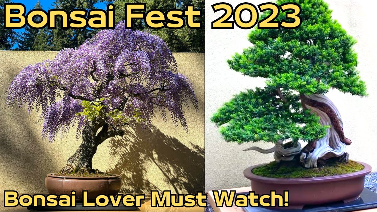 Bonsai Fest 2023: Classic Collection, New Exhibition, And Mame Bonsai. 盆栽 饗宴