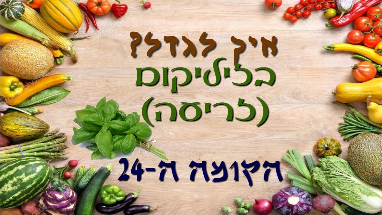 איך לגדל בזיליקום מזרעים?
