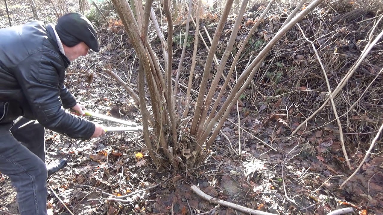 Jak przyciąć leszczynę? How to trim the hazel?