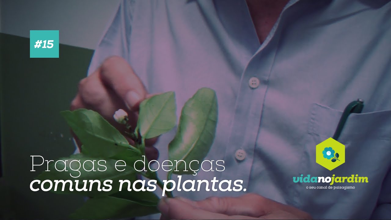Pragas e doenças comuns nas plantas #15