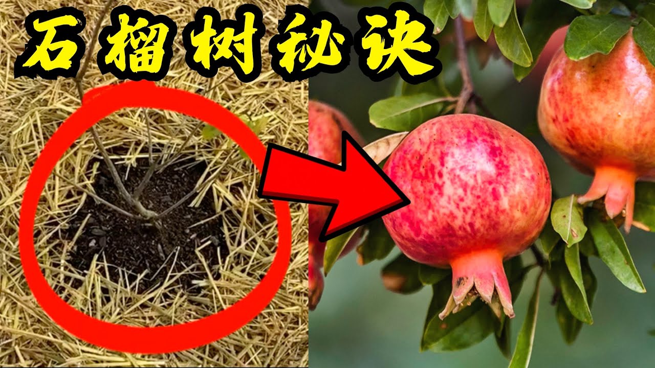 一定要注意这几点种石榴树  种番石榴/芭乐 How to Grow Pomegranate Tree