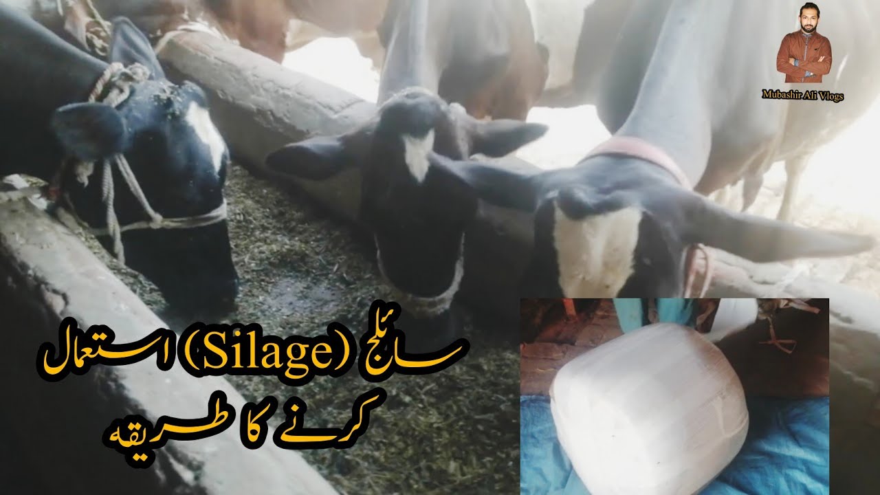 Dairy Farm Main Silage Ka Istemal || Aik Janwar Ko Kitna Silage Dalna Chahye ||Silage