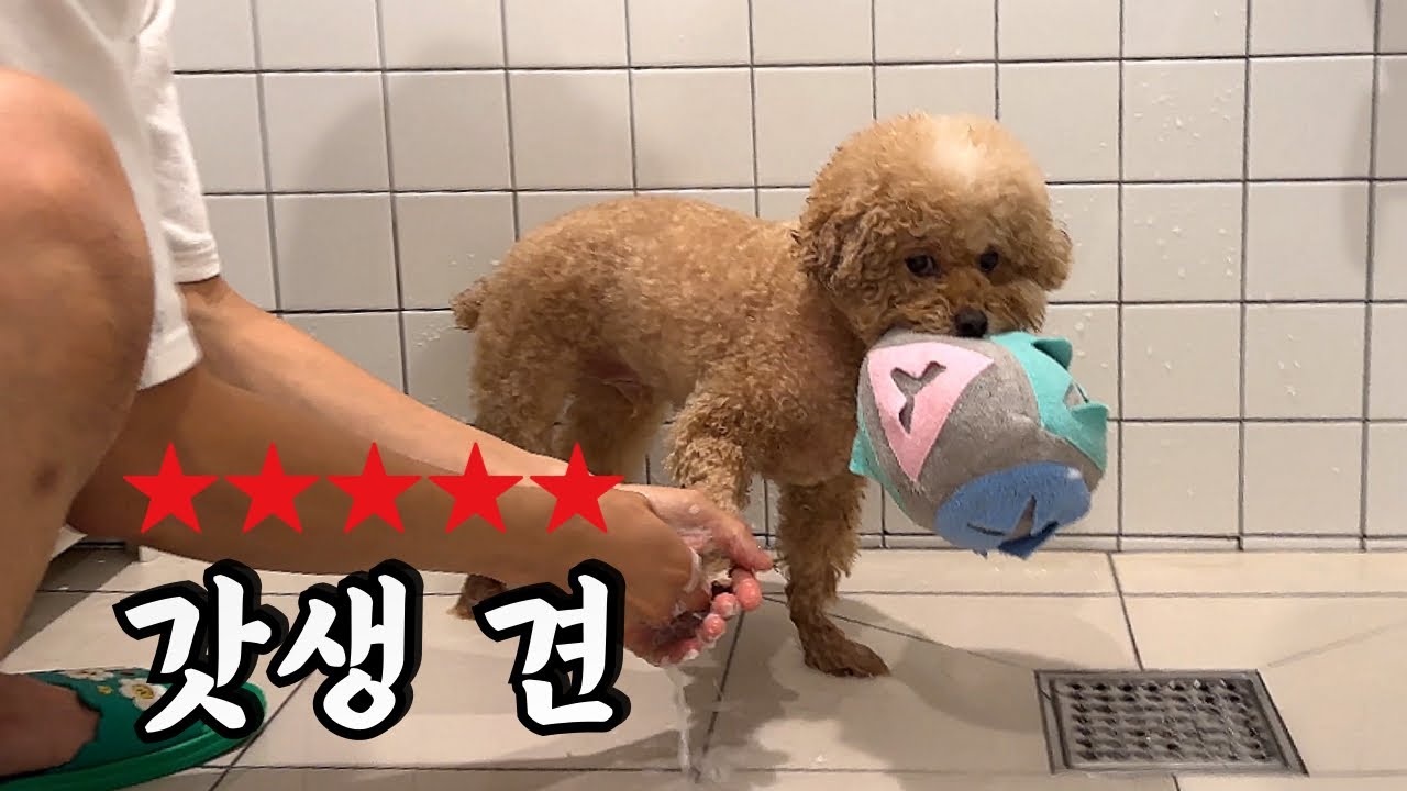씻는 시간도 아까워하는 강아지