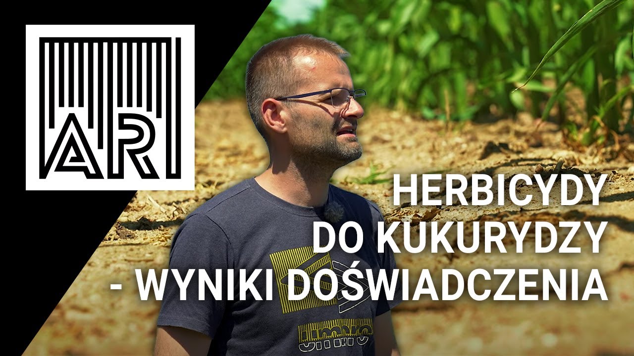 Zwalczanie chwastów w kukurydzy – wyniki doświadczenia || AR #240