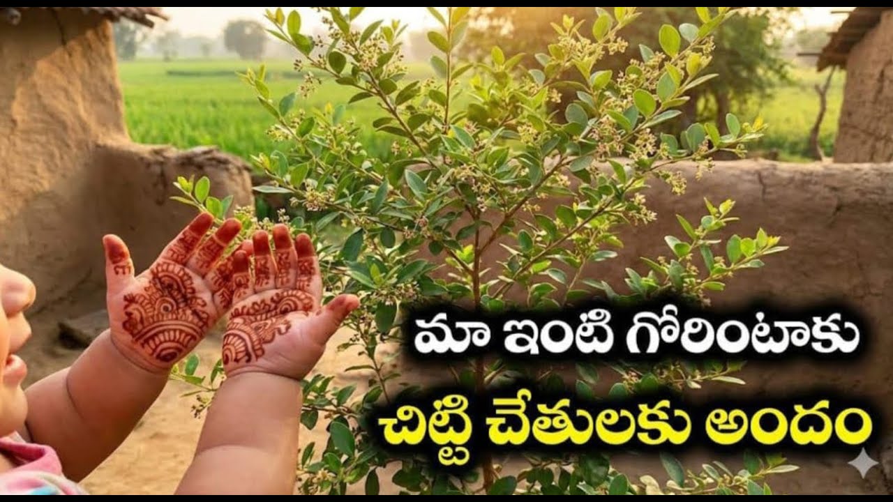మా చిట్టి తల్లికి మొదటి గోరింటాకు.