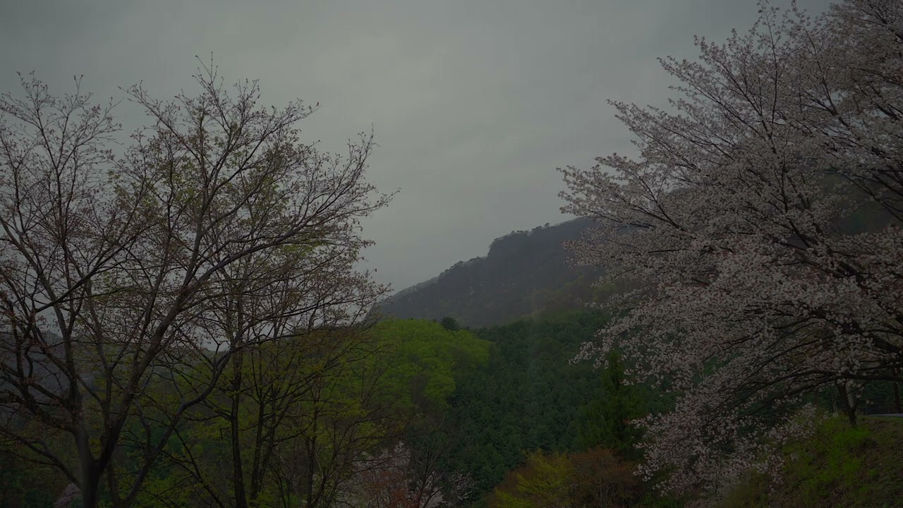 Rain Sounds for Sleeping, Studying 1 Hour Insomnia