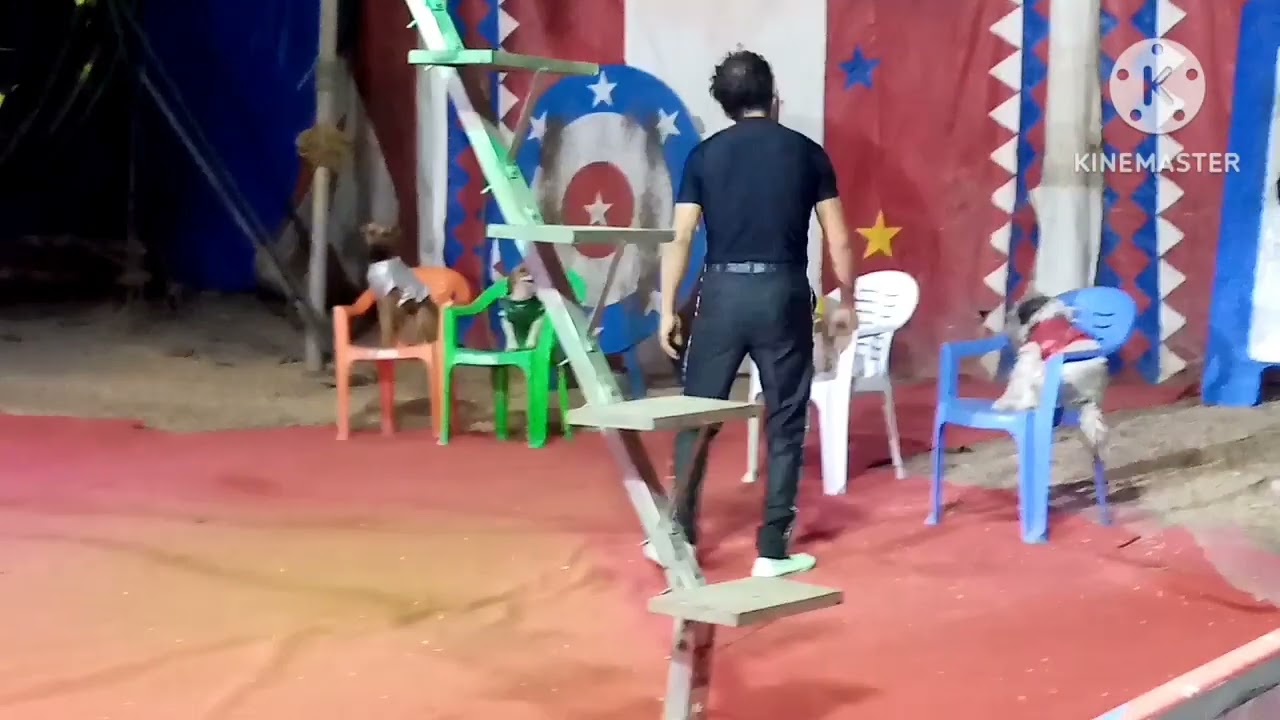 ¡¡Un día en el circo de Tony Perejil (payaso peruano) 🤩!!