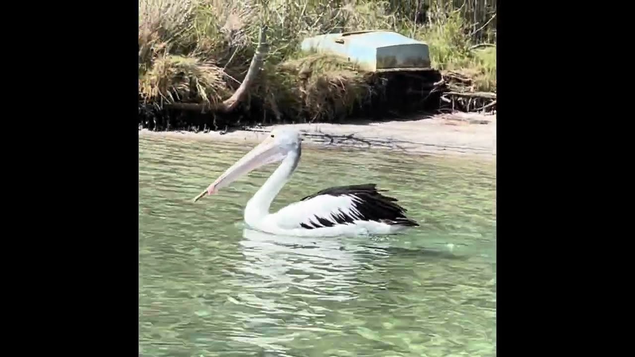 Feb 26 Van trip - Jervis Bay