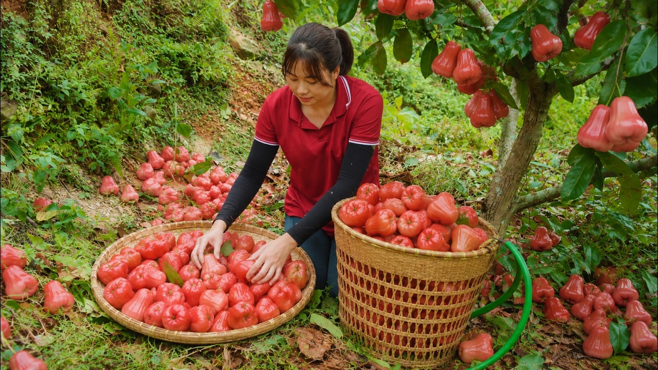 Harvesting Ripe Red Wax Apples in the mysterious forest