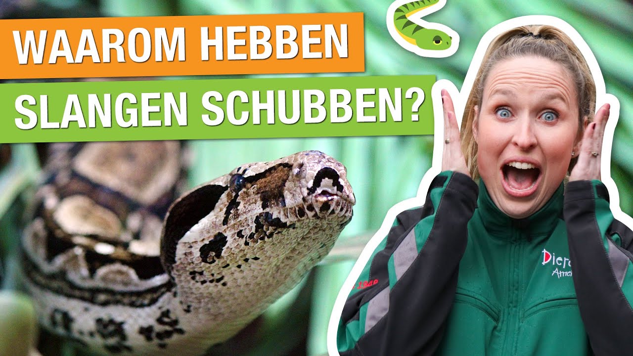 IK MAG DE GROOTSTE SLANG VAN HET PARK WEGEN! 😱 | Carlijns Dierenvraag #2