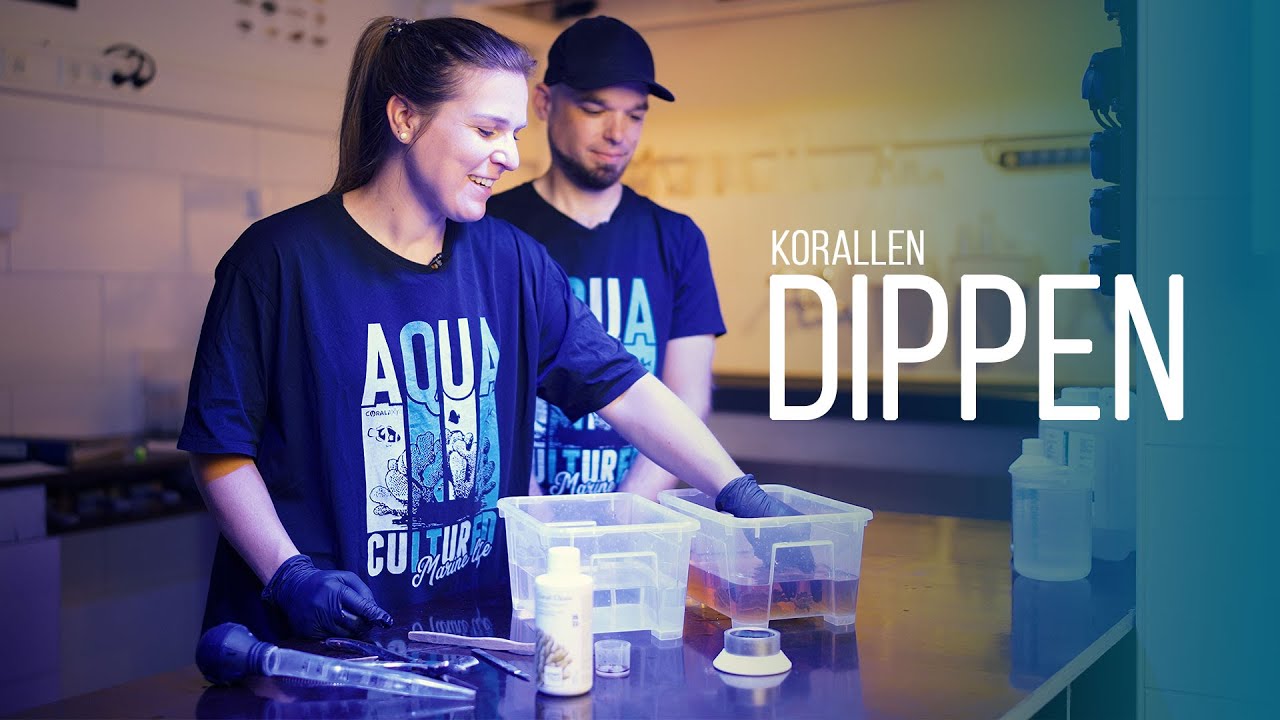 HOW-TO: Korallen dippen | Parasiten & Plagegeister vorbeugen | Coralaxy