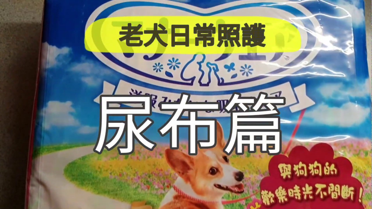 老犬日常照護 - 尿布篇