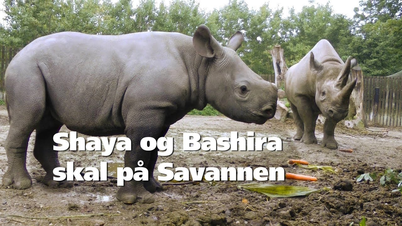 Shaya og Bashira skal på Savannen