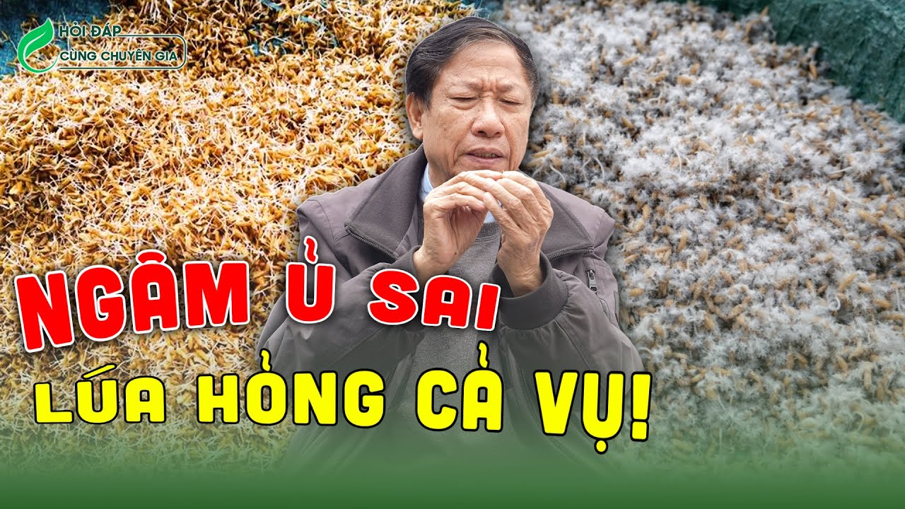 Bí Quyết Ngâm Ủ Giống Lúa Vụ Xuân: Mọc ĐỀU – RỄ KHỎE – NĂNG SUẤT CAO
