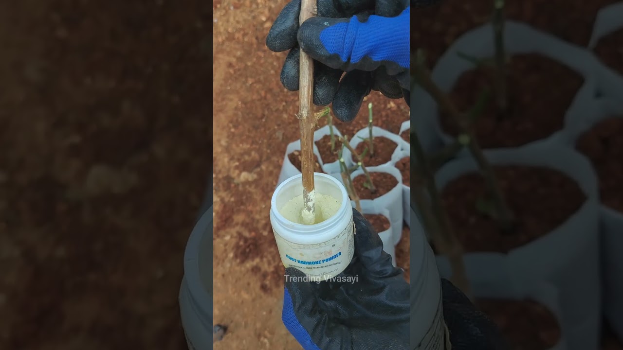 ✨Root Hormone Transforms Cuttings into Thriving Plants! 🌱 #nursery #grafting #plants