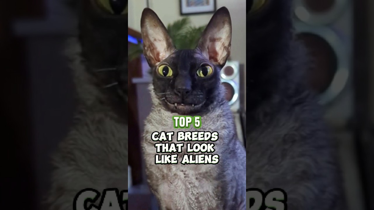 Top 5 Cat Breeds That Look Like Aliens (Number 1 Is From Another Planet!) #catbreed #catlovers