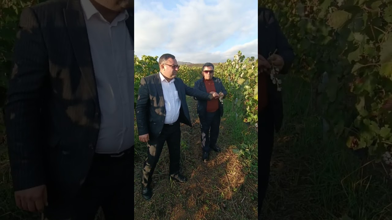 Şamaxı üzüm bağları 