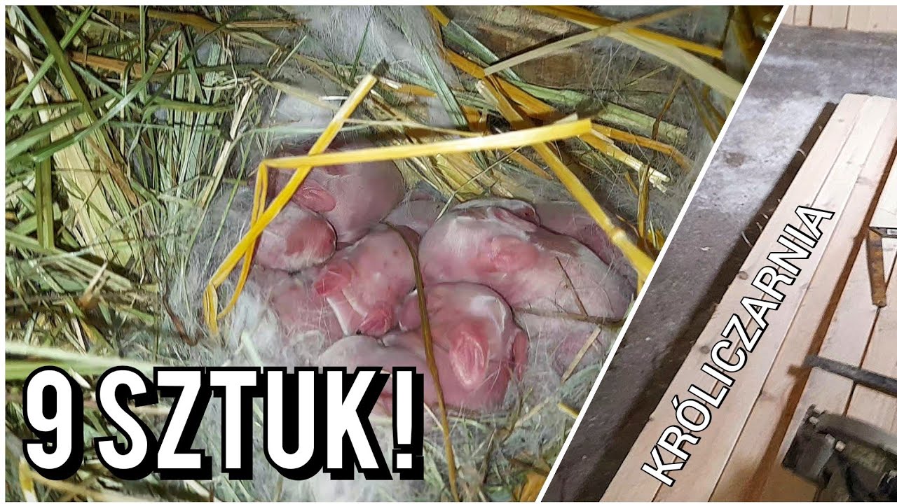 wykot samicy nowozelandzkiej białej ❤😍 9 SZTUK😳 młode króliki w hodowli • budowa króliczarni #4