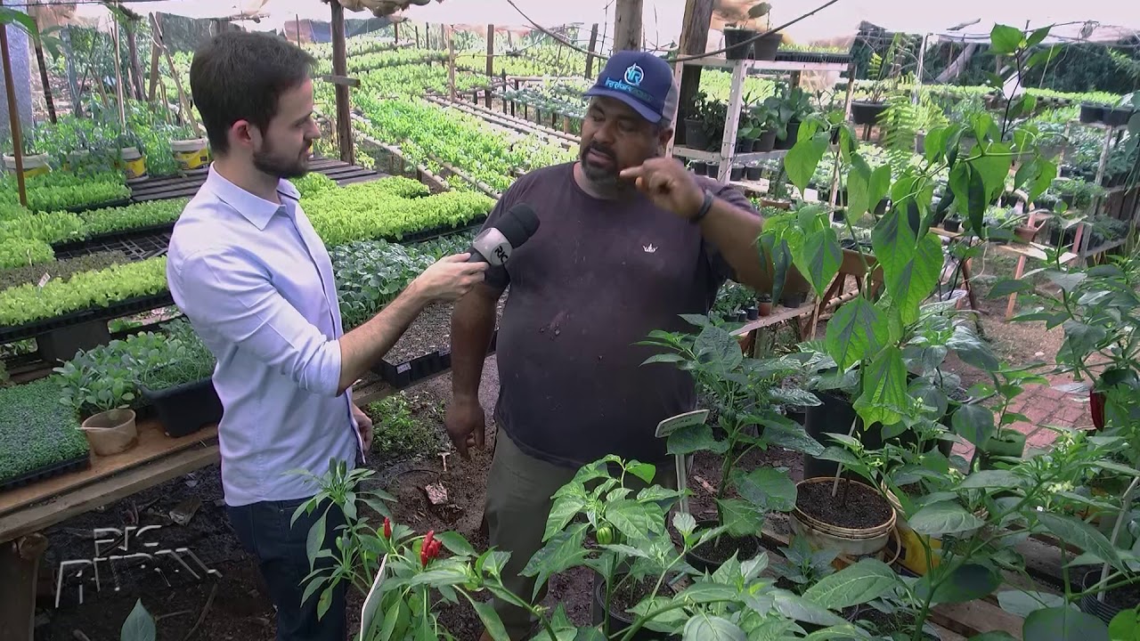 Cultivo de pimenta é alternativa para pequenos espaços e exige cuidados