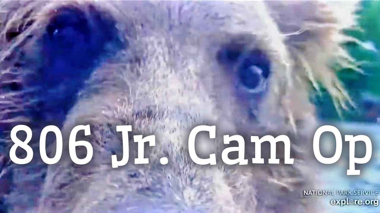 806 Jr. ▪︎ Operates Cam & Takes Selfies ▪︎ Brooks Falls Low ▪︎ 7/30/24 ▪︎ Explore.org