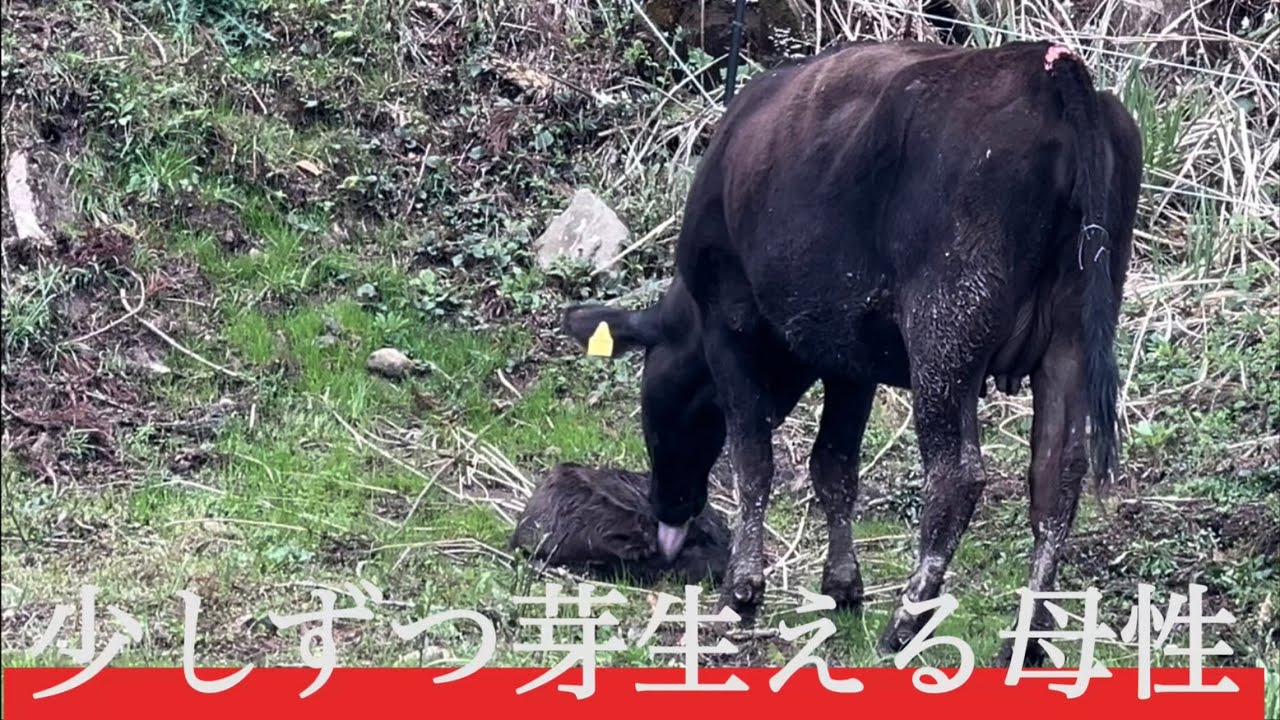 少しづつ生まれる母性