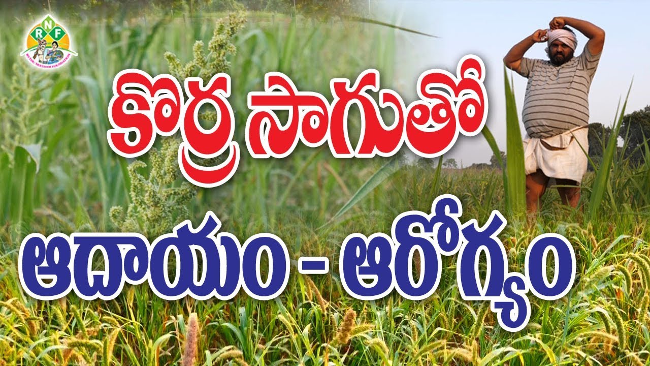 మెట్ట రైతులకి మేటి పంటలు - కొర్రలు, అండుకొర్రలు, సామలు, ఊదల సాగు || ఆదాయం - ఆరోగ్యం