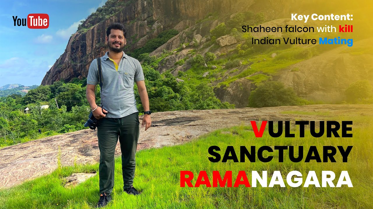 Vulture Sanctuary Ramanagara | International Vulture Awareness day | Shaheen falcon with kill