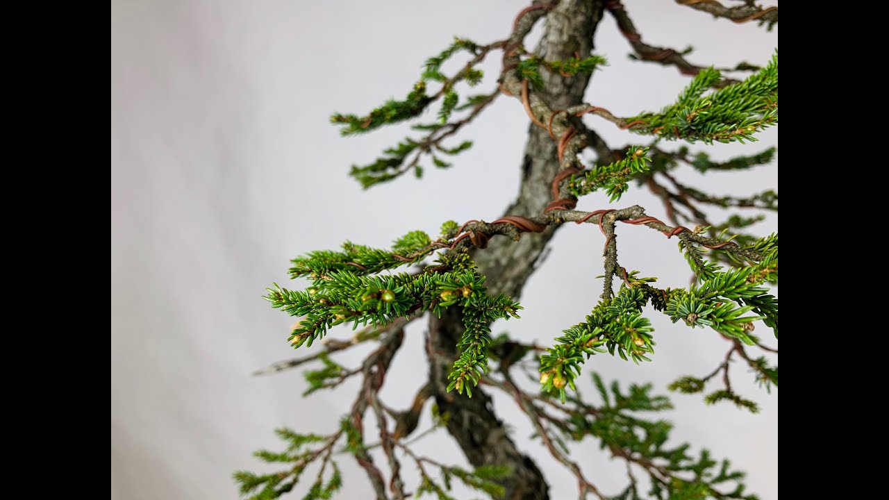 Ezo Spruce styling