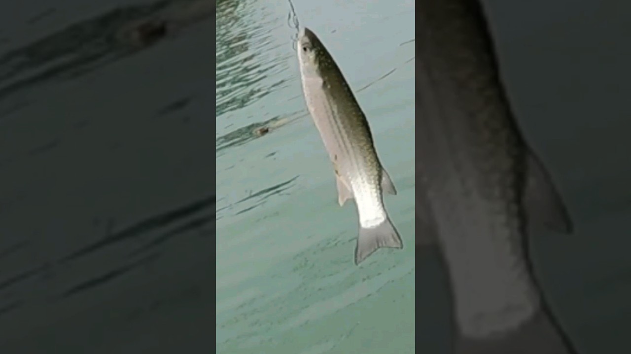 BELANAK PANJANG ! #mulletfishing #mancingbelanak