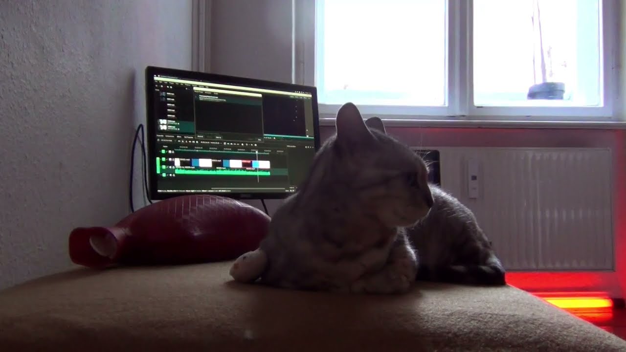 Luna the Cat Relaxing on a Warm Blanket | Cozy Winter Morning Ambience (1 Hour)