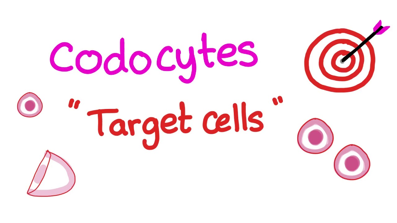 Codocytes (Target Cells) - Hematology Labs