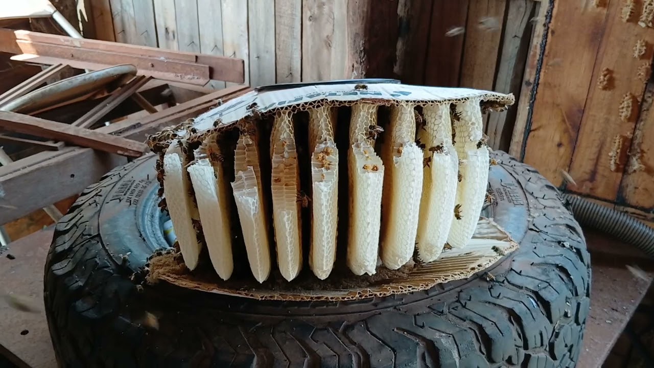 Resgate com o aspirador de abelhas é uma maravilha.