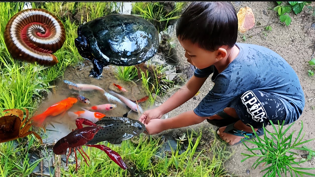WOW‼️ MENEMUKAN LUWING KAKI SERIBU IKAN KURA KURA UDANG LOBSTER