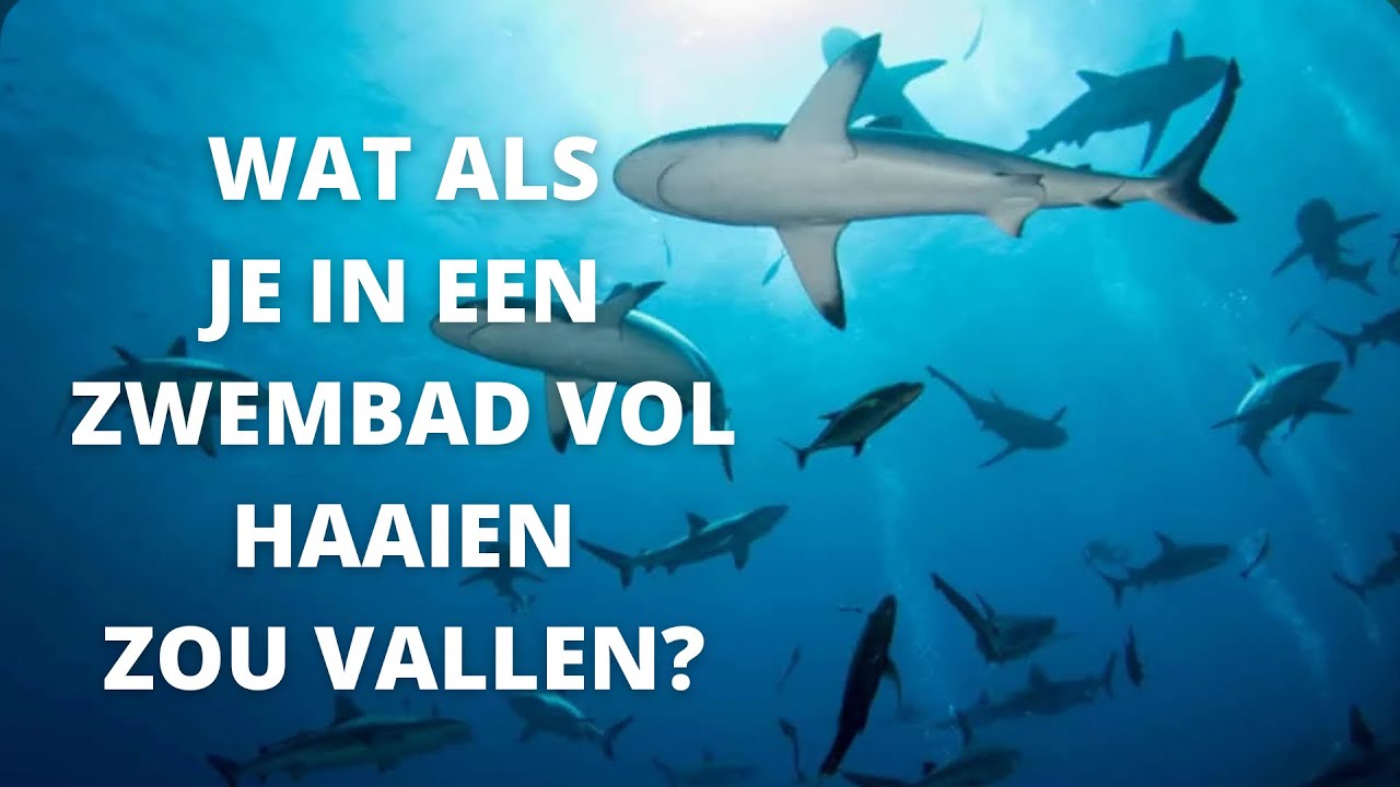 Wat als je in een zwembad vol haaien zou vallen?