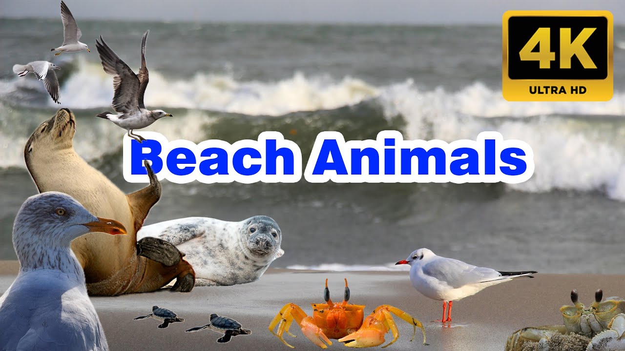 Serenity by the Shore : Beach Animals in Their Natural Habitat