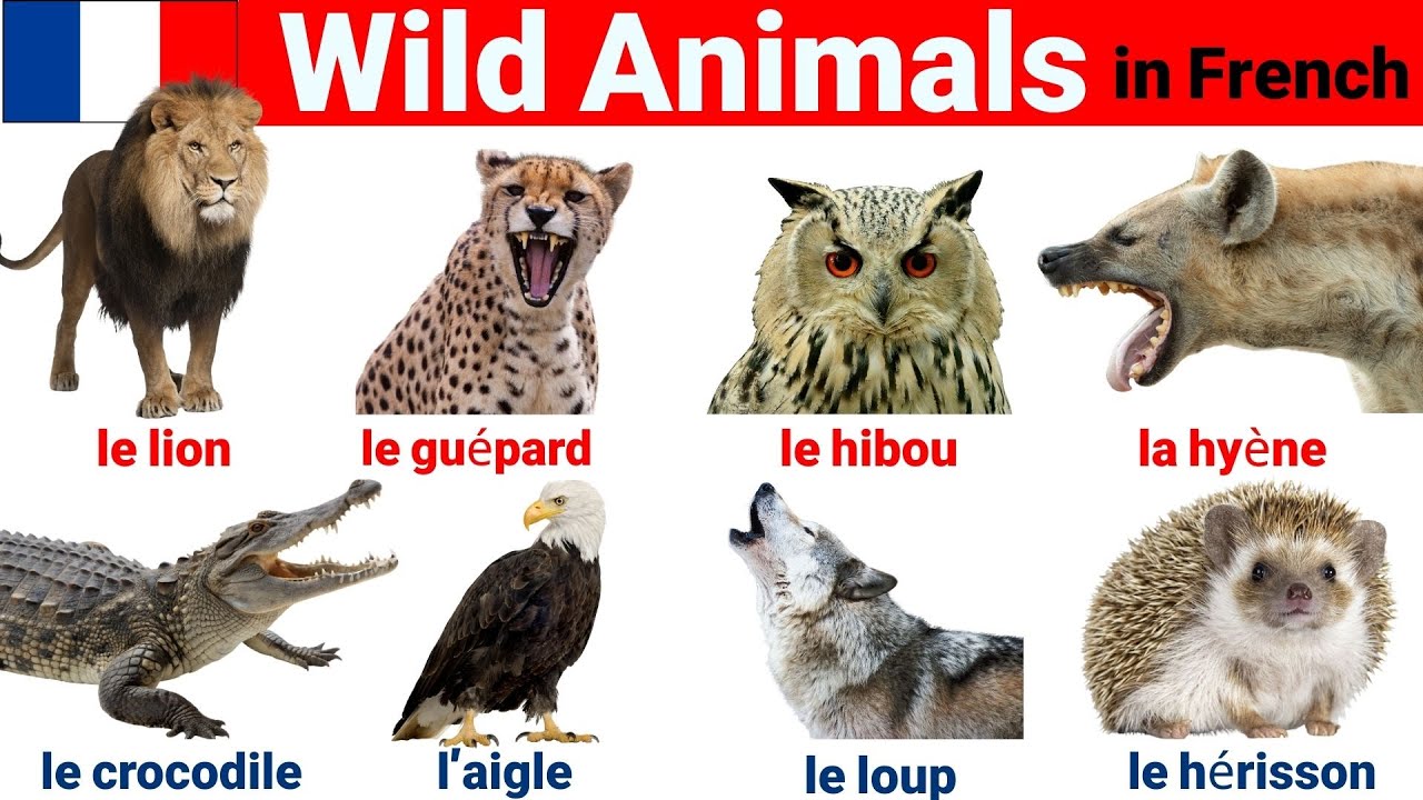 Learn French with Wild Animals 🦁🐘 | French Vocabulary | Wild Animals Vocabulary | Learn French