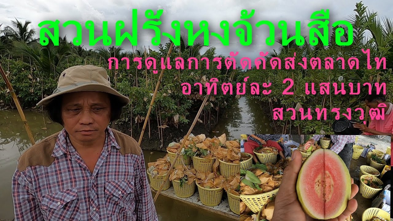 มาดูวิธีทำสวนฝรั่งหงจัวนสือ ตัด คัดฝรั่งส่งตลาดไทอาทิตย์ละ สองแสนบาท สวนทรงวุฒิ