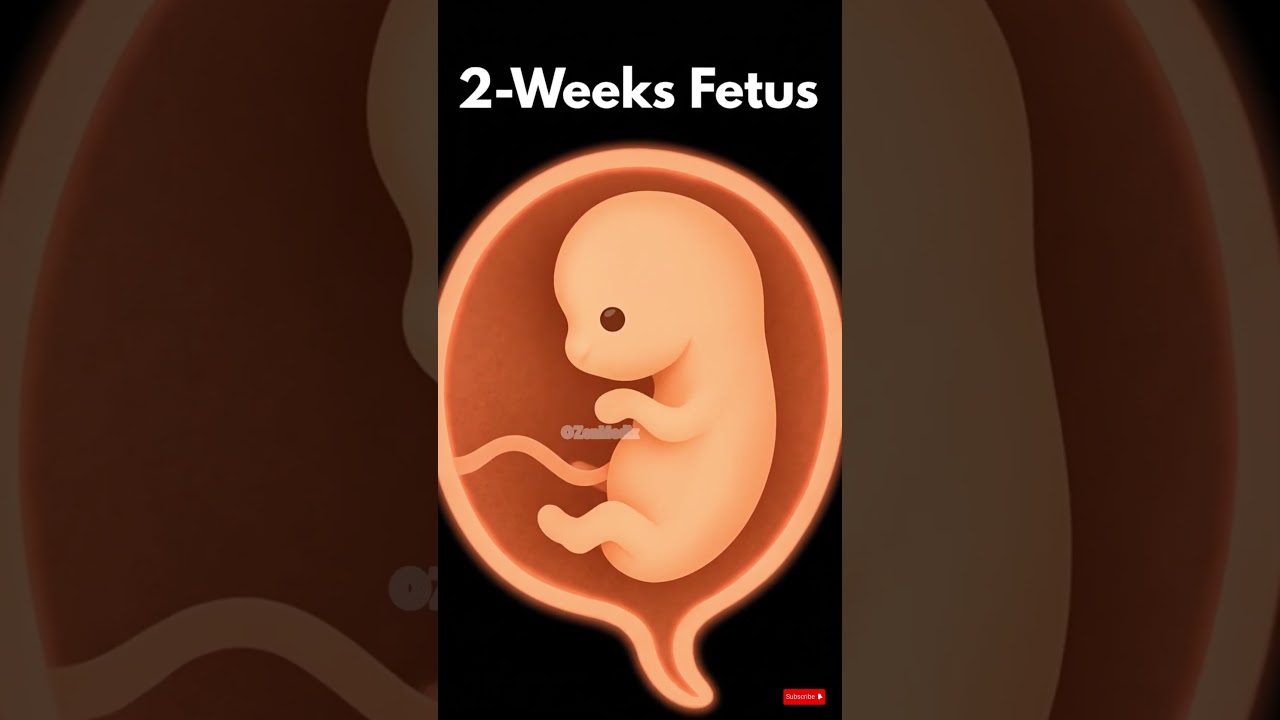 2-Week Fetus Development | Pregnancy Week by Week 🤰