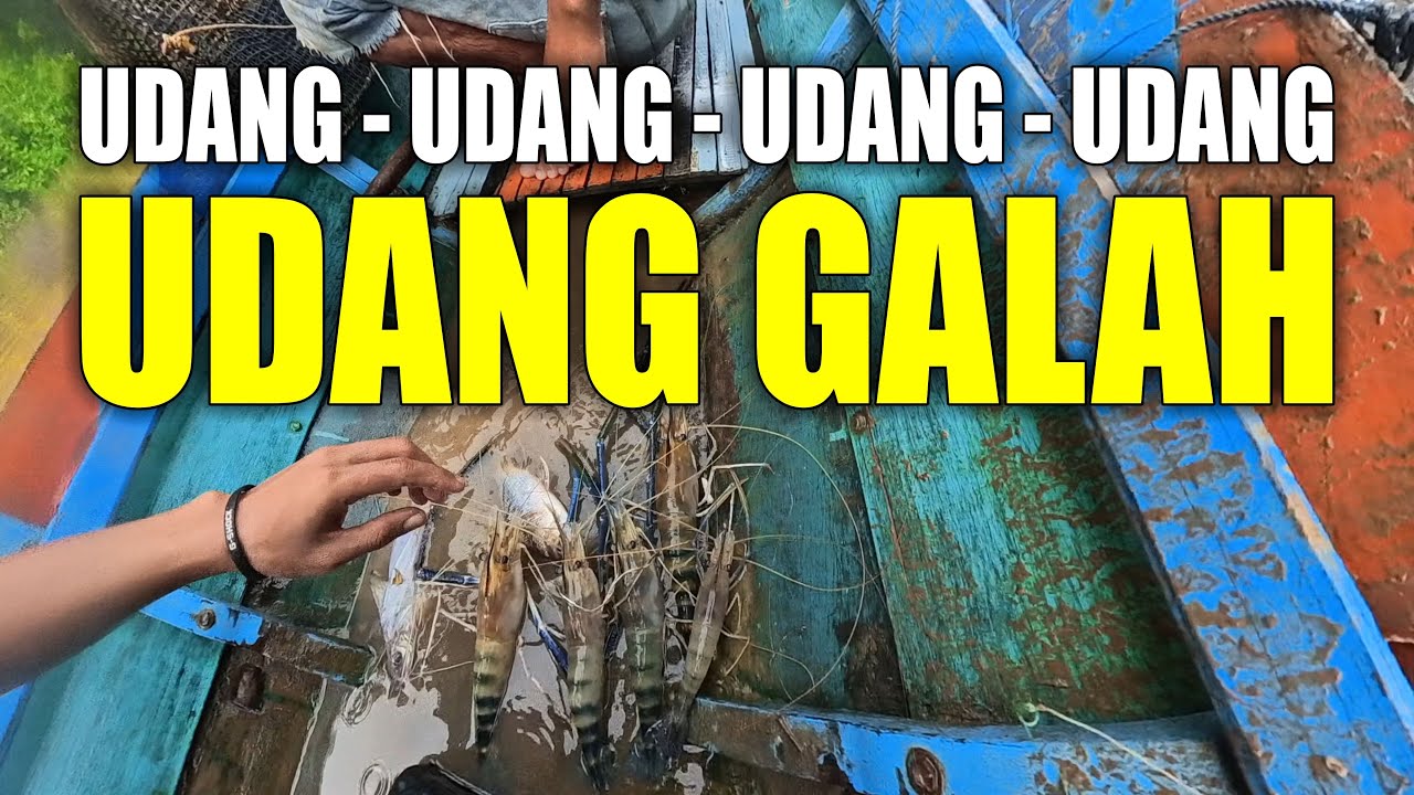 DITEMUKAN DISINI || angkat bubu udang galah dan ikan